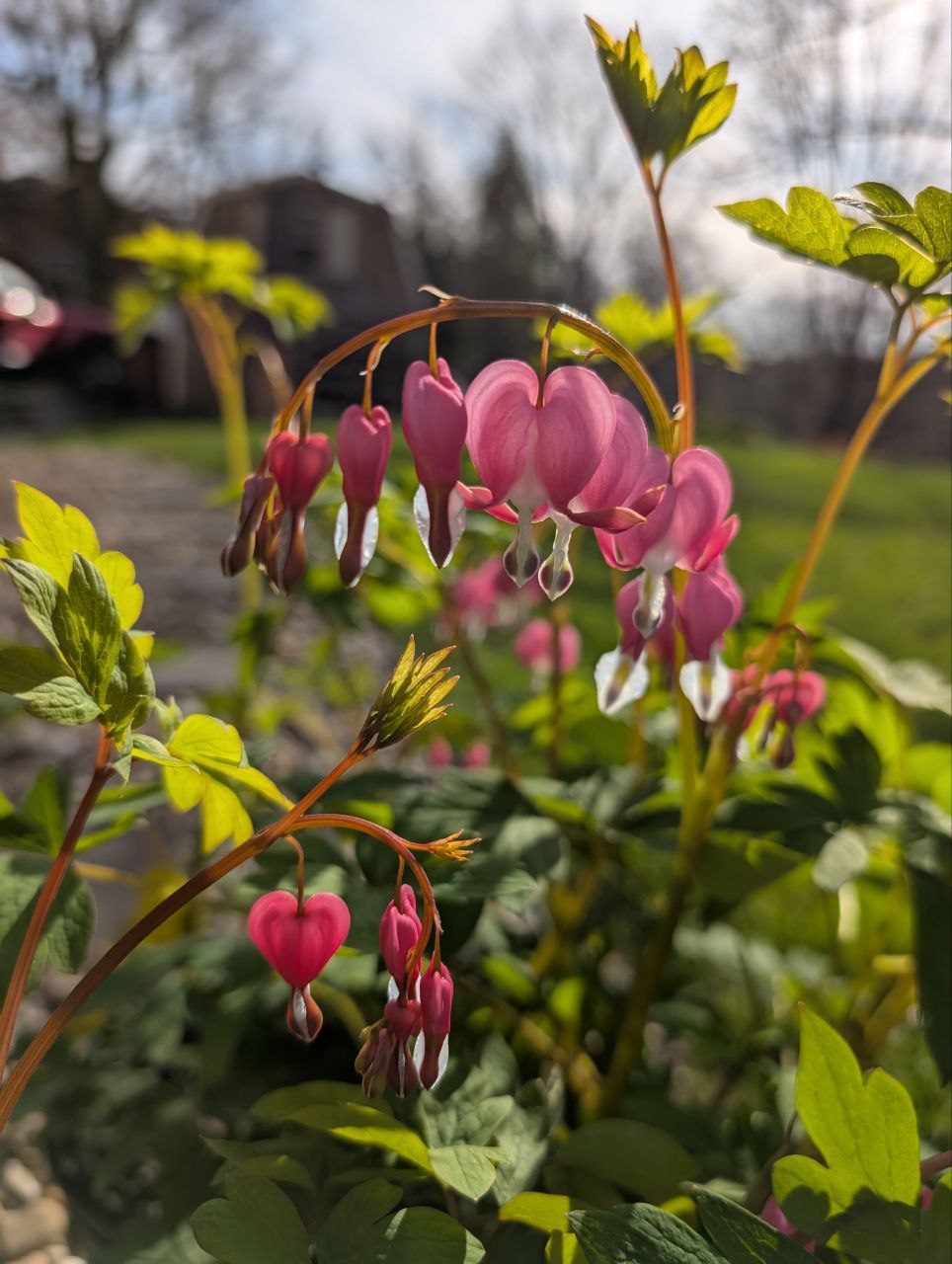 Curated perennial landscape border designed in Pittsburgh