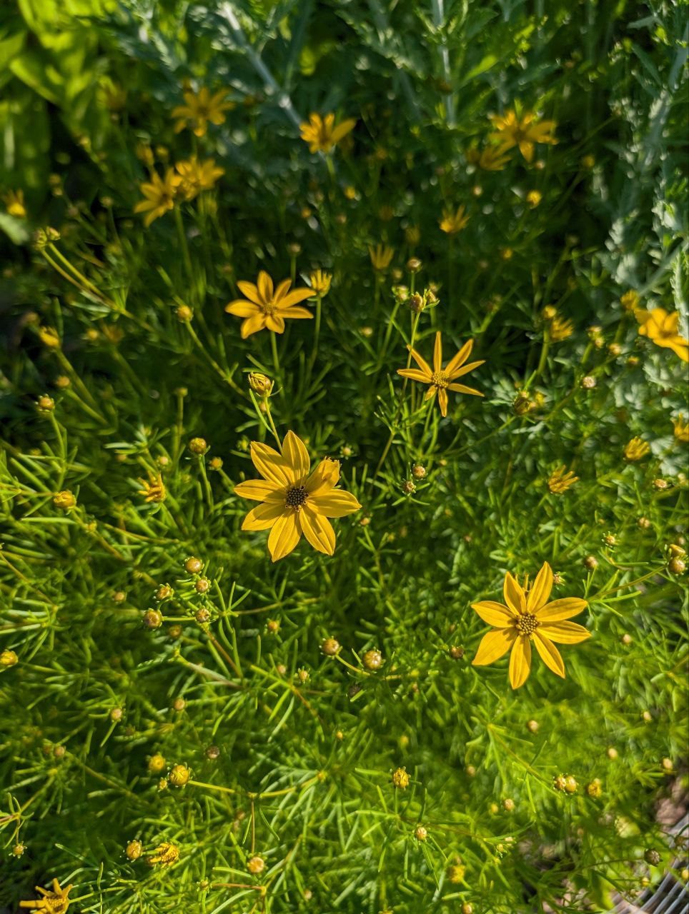 Golden coreopsis in bloom