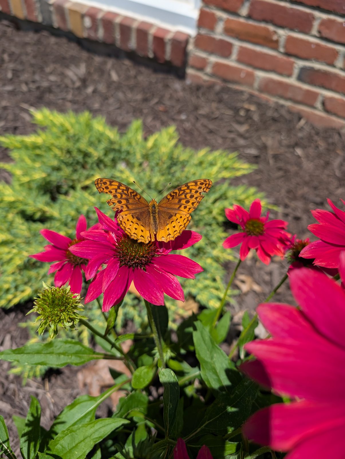 Fritillary butterfly on coneflowers