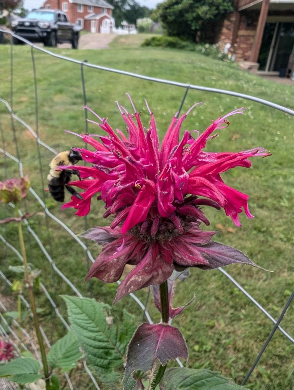 Bumblebee on bee balm